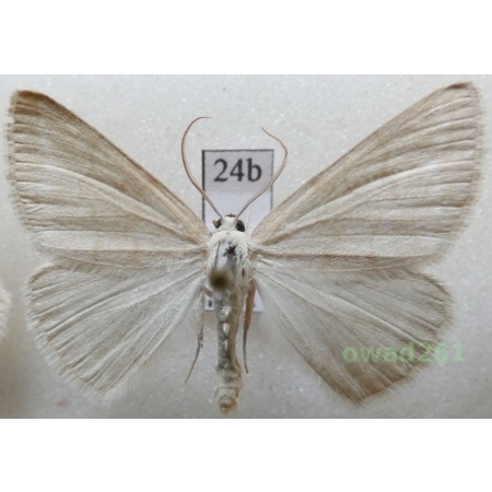 Pseudoterpna pruinata (Hufnagel, 1767) Czech24b